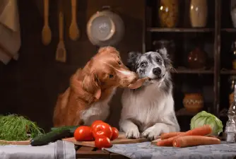 Mealtime Chaos? Here's How to Handle Multiple Dogs During Mealtime