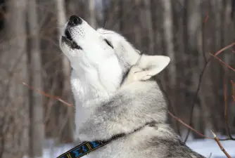 Have You Ever Wondered - Why Do Dogs Howl at Sirens?