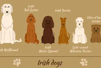 The 7 Most Famous Irish Dog Breeds