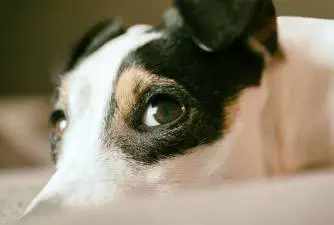 The 7 Jack Russell Terrier Training Tips