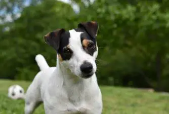 The 5 Best Dog Foods for Jack Russells