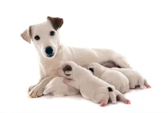 Dog Pregnancy: Signs, Diagnosis & Preparation