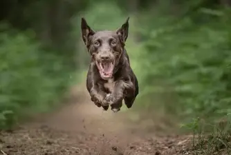 You Have To See These Photographs Of Jumping Dogs!