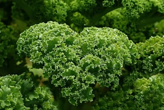 Can Dogs Eat Kale? Should You Give It To Your Dog?