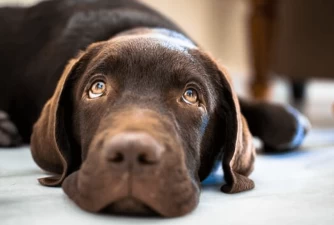 7 Labrador Puppy Training Tips