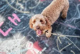 Labradoodle - Una delle razze di cani miste più popolari