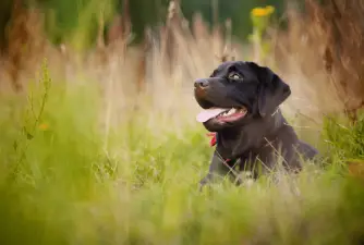 7 Labrador Retriever Fun Facts