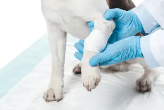 The 5 Best Liquid Bandages for Dogs