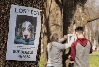 What Can You Do if Your Dog Gets Lost