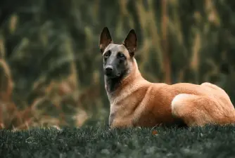 Belgian Malinois: Fun Facts About the Favorite K-9 Dog