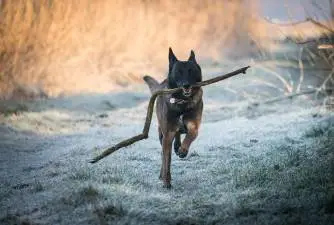 The 5 Best Malinois Rescues in US