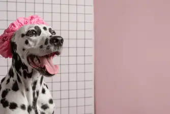 The 7 Best Medicated Dog Shampoos