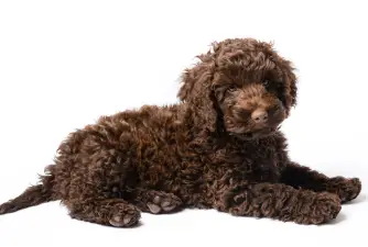 Mini Labradoodle - Guide, Care & Issues