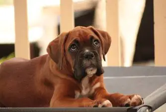 Miniature Boxer [Complete Breed Guide 2023]
