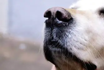 Experts Discuss - Can Dogs Get Dementia