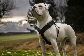 Olde English Bulldogge: Modern Recreated Breed