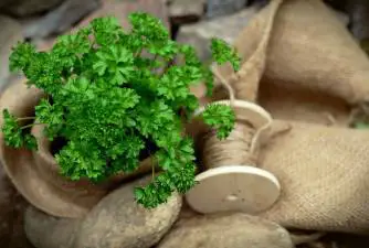 Is Parsley Good for Dogs?