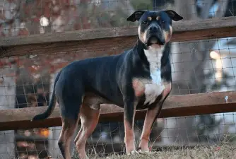 Pitweiler: Designer Breed Info, Care Guide & Pictures