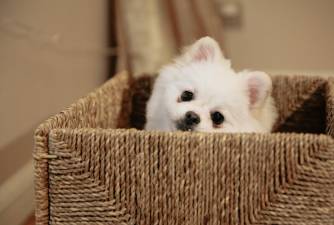 The 5 Best Dog Food for Pomeranians According to Experts