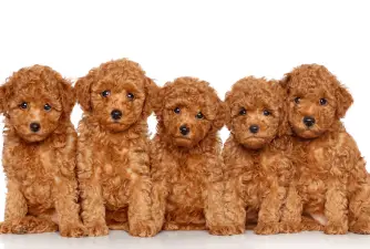 Best Poodle Mixes And Crossbreeds