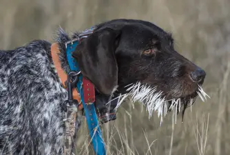 Porcupine Quills In Dogs - How To Protect Your Dog?