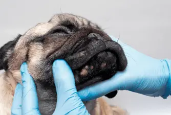 Cómo tratar el acné del perro