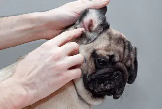 Ear Mites in Dogs and How to Treat Them