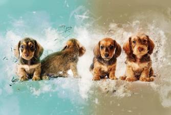 Are There Any Birth Control For Dogs?
