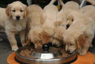 Top 9 Best Puppy Food 2021