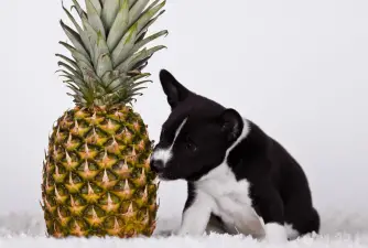 Les chiens peuvent-ils manger de l'ananas?