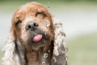 Koliko vode dnevno treba piti štene?