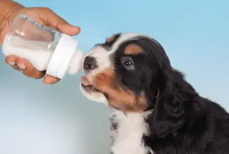 Goat Milk for Dogs - Pros & Cons
