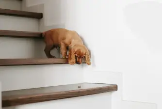 Are Stairs Bad for Dogs?