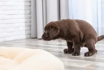 How Long After Eating Do Puppies Poop?