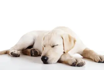 Dog Sleeping Positions and What They Mean