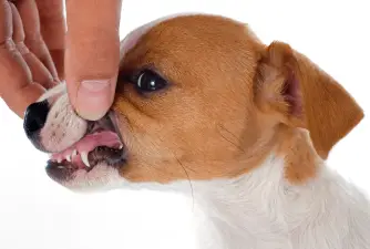 Kada štencima ispadaju zubi i kada se trebate zabrinuti