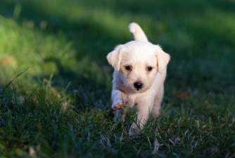 Cerebellar Hypoplasia in Dogs: Causes, Symptoms & Treatment
