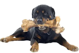 Why Do Dogs Like Bones So Much?