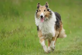 Top 7 List - Scottish Dog Breeds