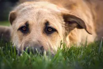 Blokada crijeva kod pasa: znakovi, uzroci i liječenje