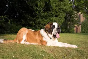 Saint Bernard - How They Became Search and Rescue Dogs