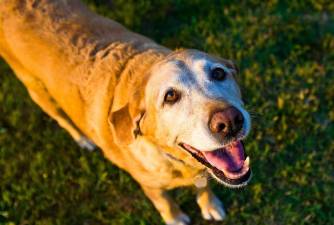 7 Tips for Improving Your Senior Dog’s Quality of Life