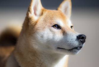500+ najboljih japanskih imena za pse