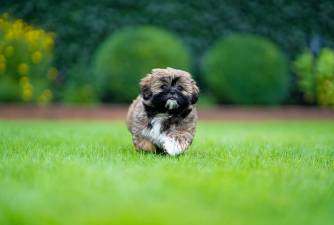 Here’s How to Pick the Best Dog Food for Shih Tzus
