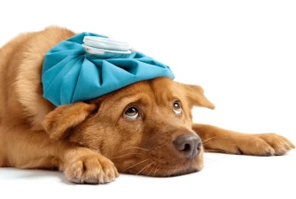 Do Dogs Get Headaches?