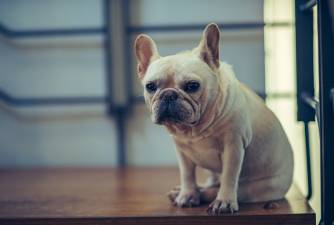 Leukemia In Dogs - Causes, Symptoms & Treatment
