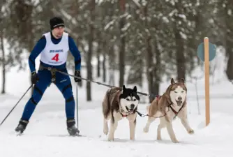 Skijoring - Why You Have to Try It