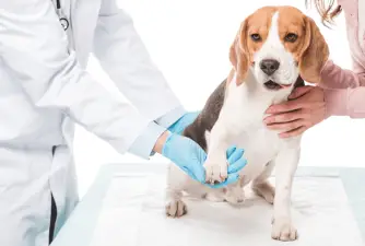 What To Do If Your Dog Has A Swollen Paw?