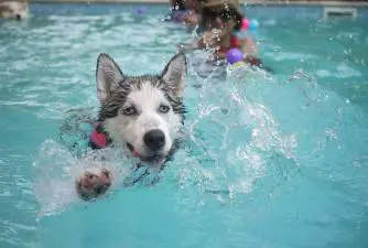 ¿Cómo enseñar a nadar a un perro?