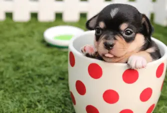 Fun Facts About The Teacup Chihuahua